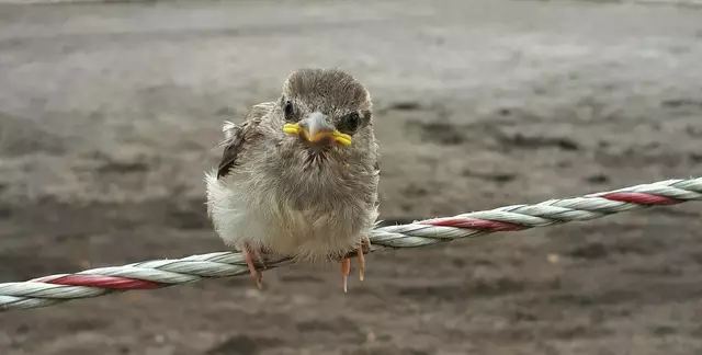 Spatz | Foto: Daniela Richter