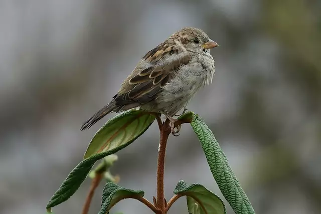 Spatz | Foto: Martin Butz