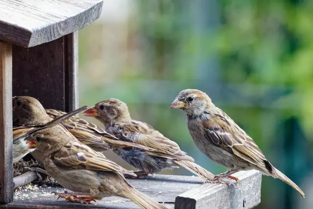 Spatzen | Foto: Wolfgang Kynast