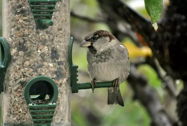 Spatz | Foto: Daniela Somers