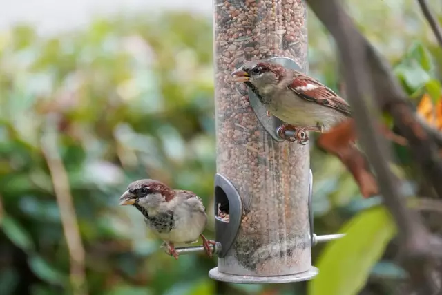 Spatzen | Foto: Ulrich Seidel