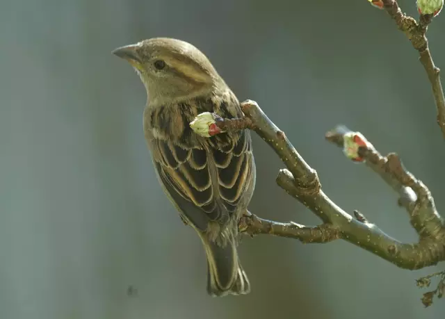 Spatz | Foto: Daniela Somers
