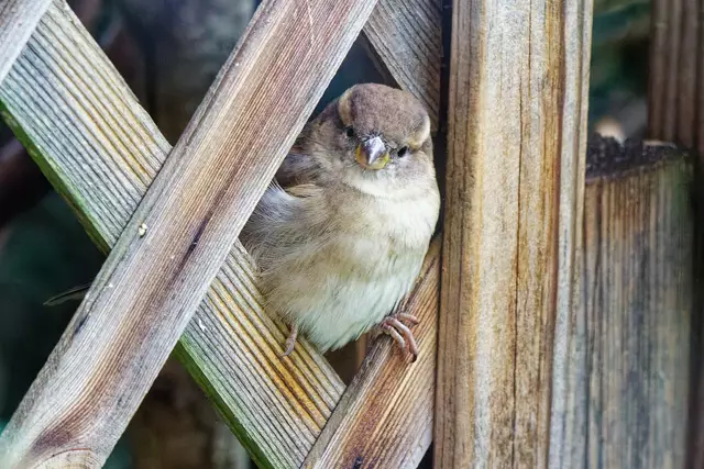 Spatz | Foto: Wolfgang Kynast