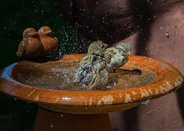 Spatzen | Foto: Rüdiger Reingräber