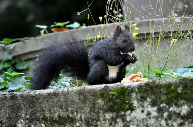 Erst mal prüfen und eine Nuss knabbern | Foto: Daniela Somers