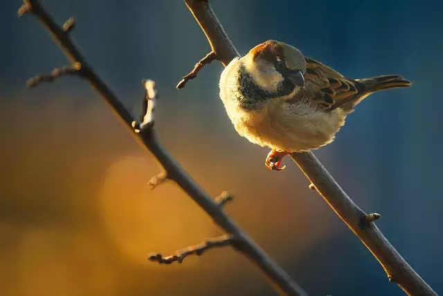 Spatz | Foto: Stefan Langer