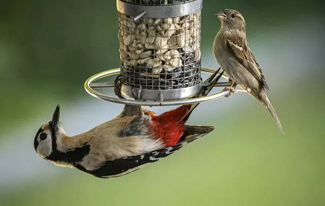 Buntspecht und Spatz | Foto: Rudolf Mester