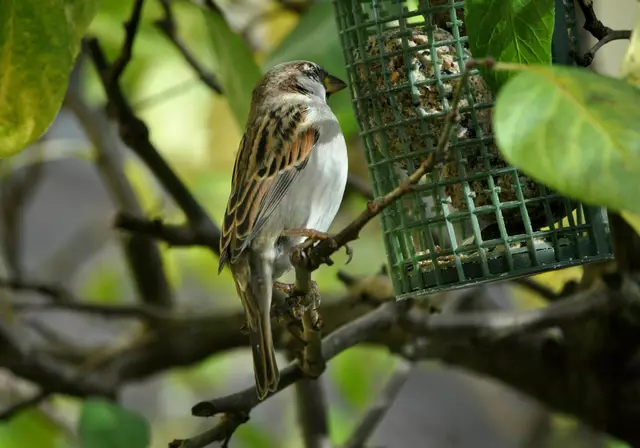 Spatz | Foto: Daniela Somers