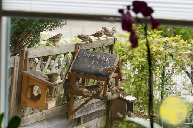 Spatzen | Foto: Wolfgang Kynast