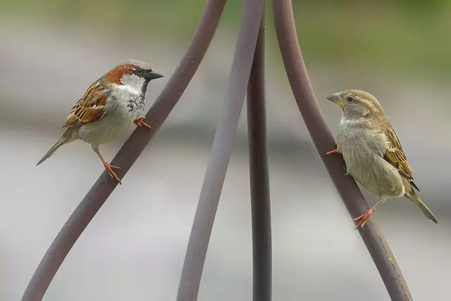 Spatzen | Foto: Rüdiger Reingräber