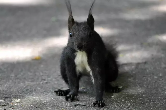 Noch ein Hörnchen mit einem erstaunten Gesichtsausdruck | Foto: Daniela Somers