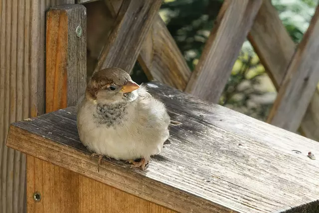 Spatz | Foto: Wolfgang Kynast