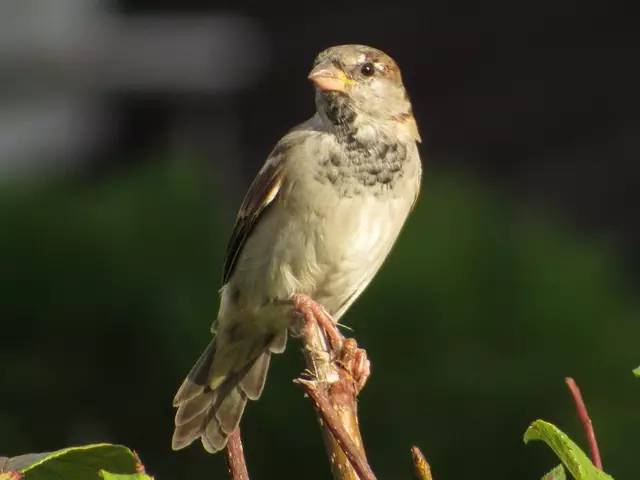 Spatz | Foto: Angelika Rampmeier