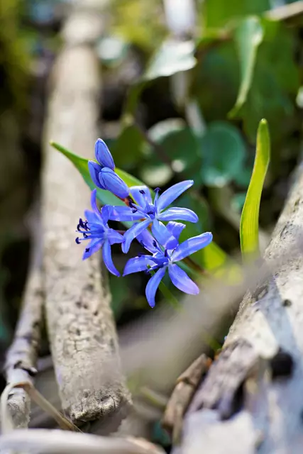 Blüte umrahmt von Hölzern | Foto: Ulrich Seidel