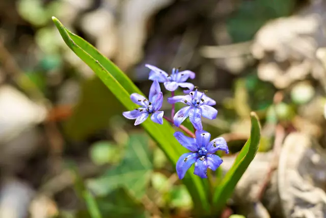 gesamte Pflanze | Foto: Ulrich Seidel
