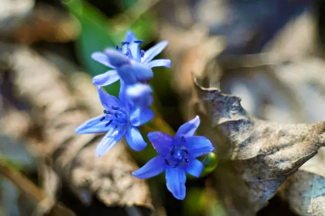 Blüten mit Blättern | Foto: Ulrich Seidel