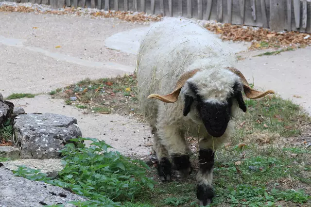 Begegnungen😍🌞 | Foto: Ralf Röser