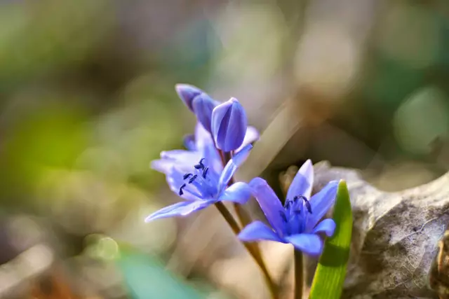 Blüten mit Bokeh | Foto: Ulrich Seidel