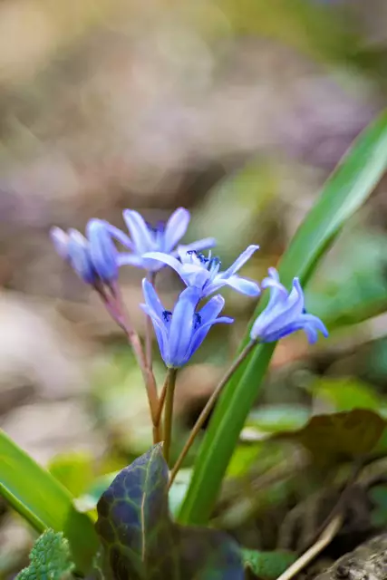 Blüten mit Bokeh | Foto: Ulrich Seidel