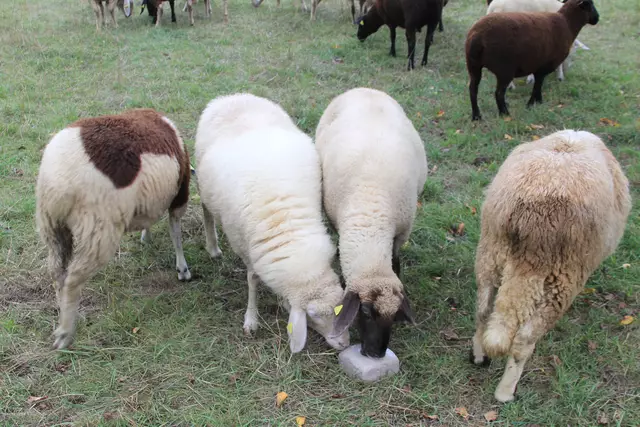 Begegnungen😍🌞 | Foto: Ralf Röser
