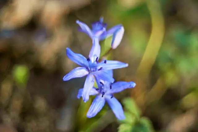 3 Blüten | Foto: Ulrich Seidel