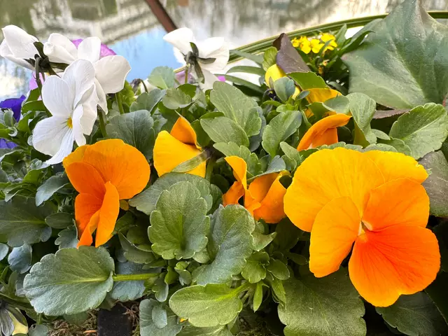 Foto: Heide Böllinger aus Bad Friedrichshall