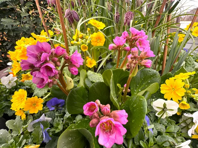 Foto: Heide Böllinger aus Bad Friedrichshall