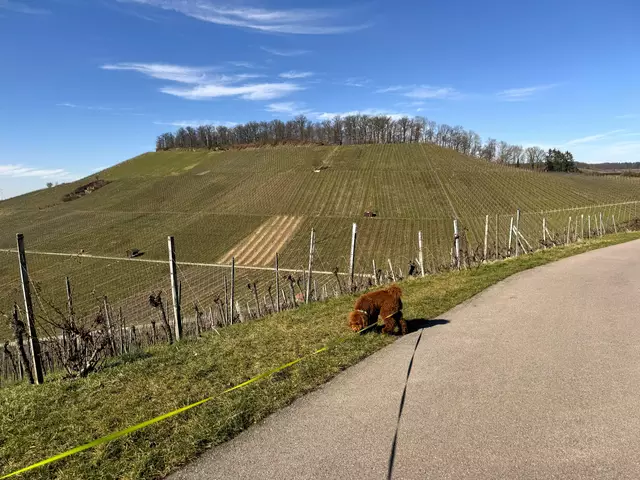 Foto: Heide Böllinger aus Bad Friedrichshall
