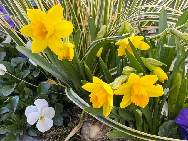 Foto: Heide Böllinger aus Bad Friedrichshall