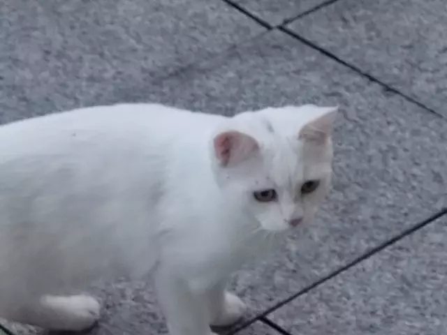 Nur auf dem Kopf hat sie einen leicht grauen Streifen  | Foto: Daniela Somers