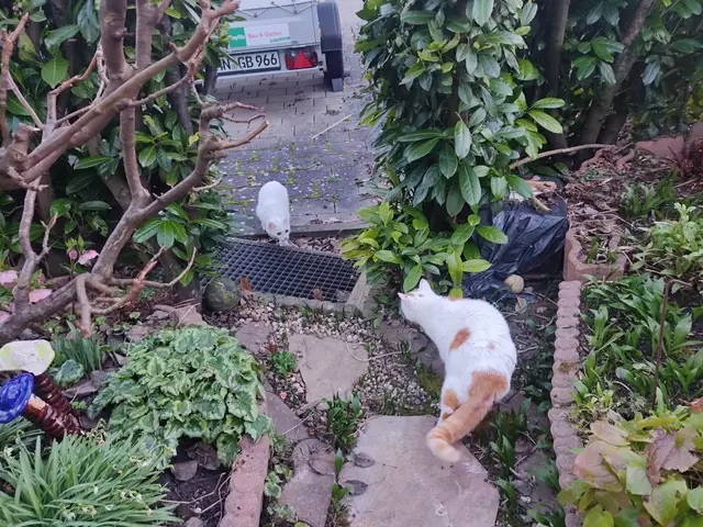 Bevor es vielleicht doch eskaliert wäre, bin ich mal zwischen die Zwei. Darauf hin hat sich Samira umgedreht und ist zur Terrasse zurück. | Foto: Daniela Somers