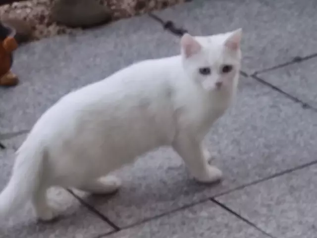 So niedlich  | Foto: Daniela Somers