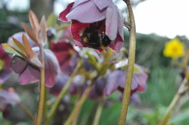 Die dicke Hummel freut sich an den Lenzrosen. | Foto: Daniela Somers