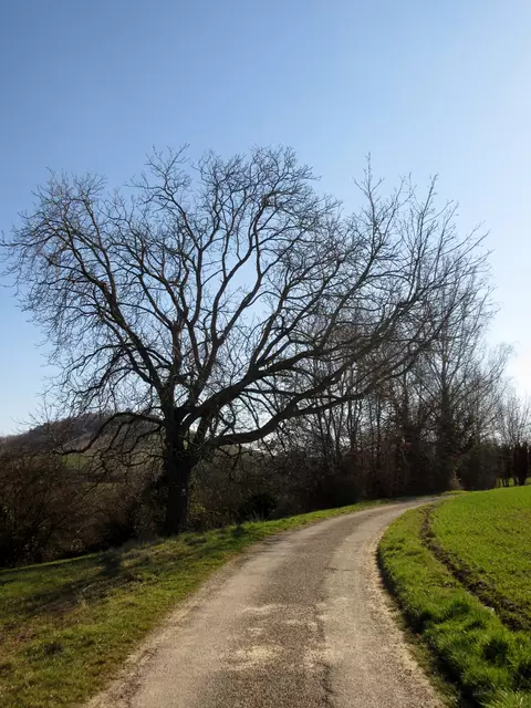 Naturdenkmal Walnussbaum | Foto: WandernGabyErich
