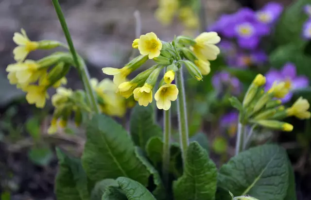 Schlüsselblumen öffnen nun auch ihre Blüten | Foto: Daniela Somers