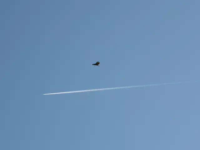 Bussard über dem Flugzeut | Foto: WandernGabyErich