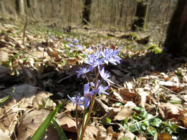 Scillablüte an den sonnigen Waldwegen | Foto: WandernGabyErich