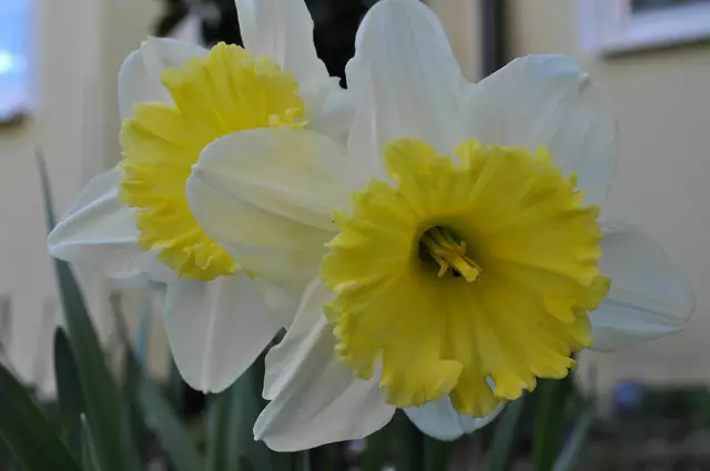 Narzissen gibt es in vielen Sorten in meinem Garten | Foto: Daniela Somers