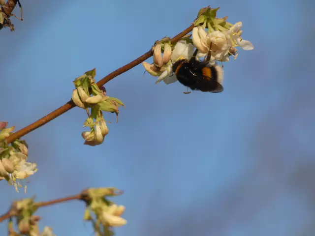 Im Strauch der Duft- bzw. Winterkirsche tummeln sich Massen von Insekten. Die Hummel nascht ausgiebig am Nektar.  | Foto: sigischlottke