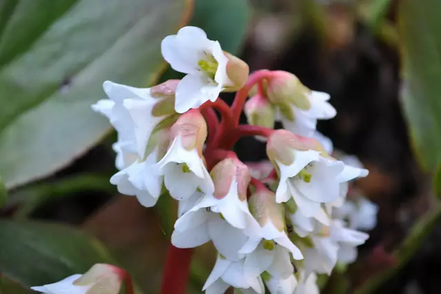 Auch die Bergenien fangen nun an zu blühen | Foto: Daniela Somers