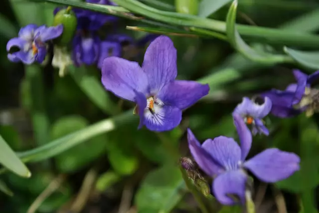 Auch die kleinen Veilchen wachsen mittlerweile überall. | Foto: Daniela Somers