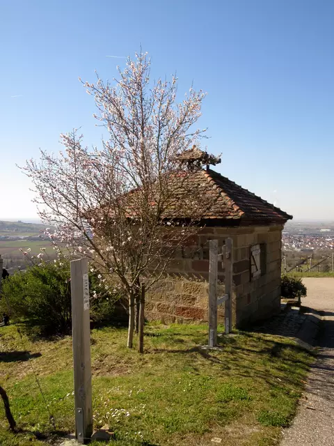 Auch am Hilberthäuschen Mandelblüte | Foto: WandernGabyErich