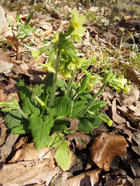 Und die erste Waldschlüsselblume 2025 | Foto: WandernGabyErich