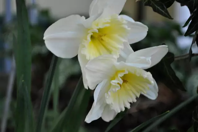 Narzissen gibt es in vielen Sorten in meinem Garten | Foto: Daniela Somers