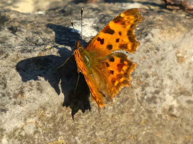 Der C-Falter und sein bizarrer Schatten.  | Foto: sigischlottke