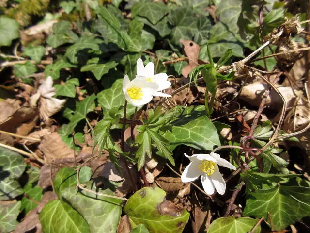 Buschwindröschen | Foto: WandernGabyErich