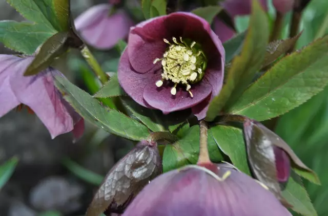 Lenzrosen | Foto: Daniela Somers