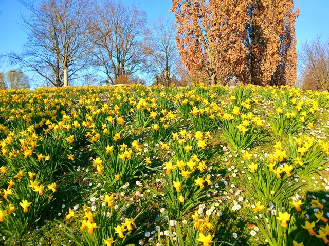 So toll - die vielen gelben Narzissen und dazwischen jede Menge Gänseblümchen.  | Foto: sigischlottke