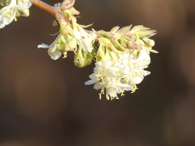 Blüte der wunderbar duftenden Duft- bzw. Winterkirsche.  | Foto: sigischlottke