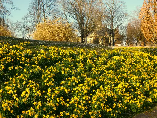 Und nochmal diese zauberhafte Narzissenpracht.  | Foto: sigischlottke